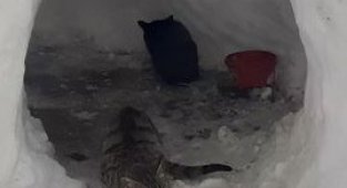 Sokak kedileri için kardan ev yaptılar