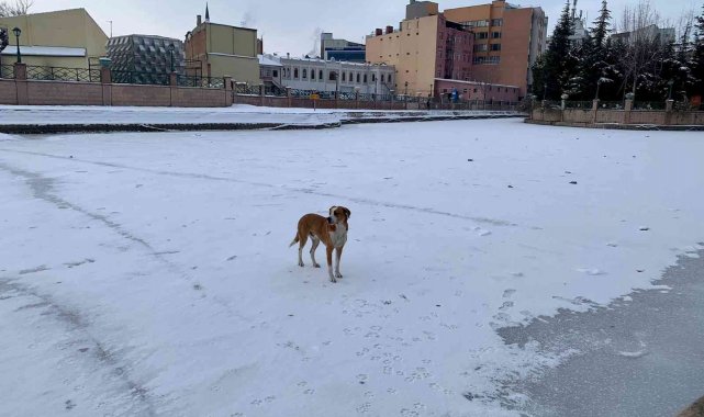 Sokak köpeği donan Porsuk Çayı üzerinde gezintiye çıktı