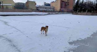 Sokak köpeği donan Porsuk Çayı üzerinde gezintiye çıktı