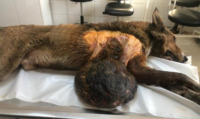 Sokak köpeğindeki 6 kilogramlık tümör ameliyatla alındı