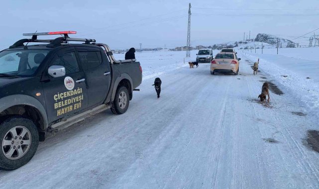 Sokak köpeklerini soğuk havada zehirleyip ölüme terk ettiler