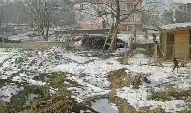 Sokak köpeklerinin kümese saldırdığı anlar böyle görüntülendi