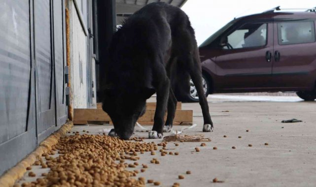 Sokakta yaşayan hayvanlar unutulmadı