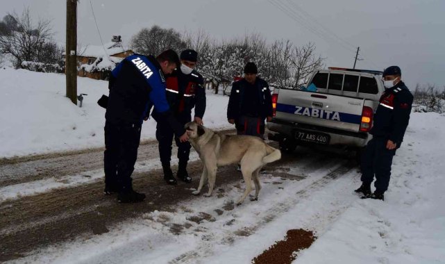 Sokaktaki canlar hepimize emanet