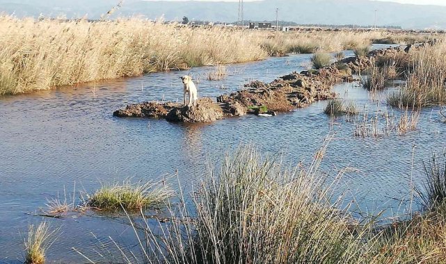 Söke'de mahsur kalan çaresiz köpeği İtfaiye ekipleri kurtardı