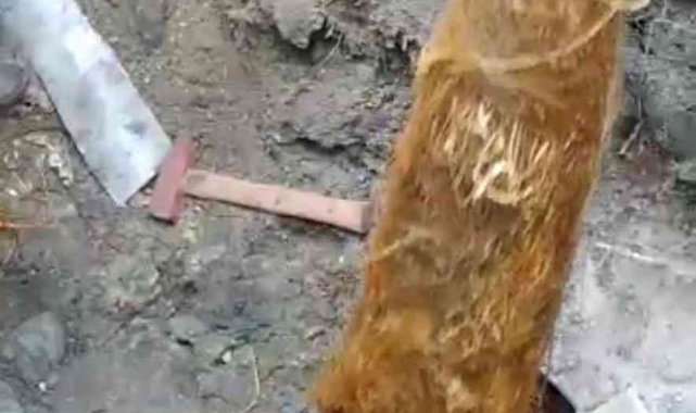 Su borusundan çıkan kök görenleri şaşırttı