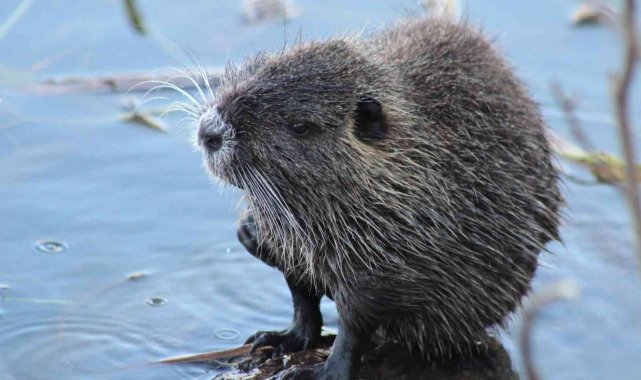 Su maymunları Edirne'yi mesken tuttu