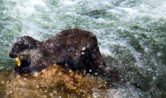 Su samuru ailesi yiyecek ararken objektiflere yakalandı