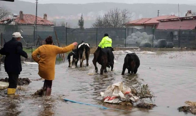 Su taşkınında ahırda mahsur kalan havyanlar kurtarıldı