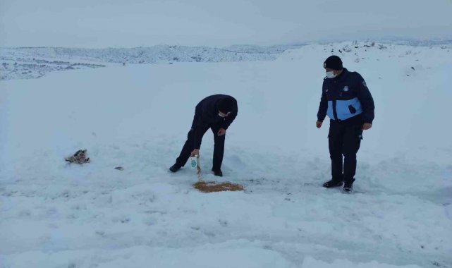 Sungurlu Belediyesi sokak hayvanlarını unutmadı