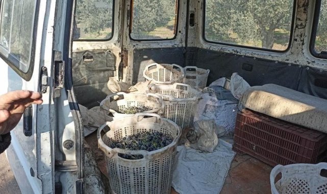Şüphe üzerine durdurulan araçtan çalıntı zeytin çıktı