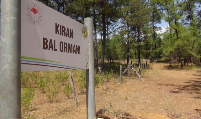 TAB Başkanı Şahin; "Bal ormanı alanları genişletilmeli"
