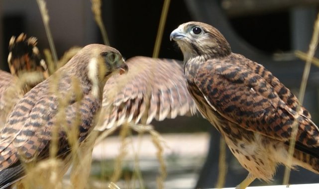 Tabiatta hastalanıyorlar, tedavi edilip doğaya kazandırılıyor