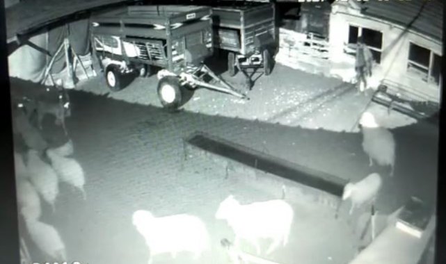 Talihsiz çiftçinin başına gelmeyen kalmadı