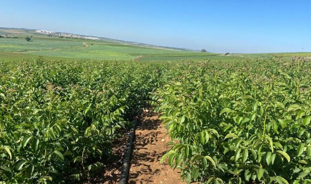 Tarım sektörünün yükselen yıldızı ceviz yetiştiriciliği