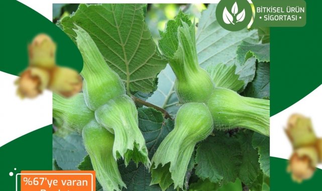 TARSİM: ''Fındık için son sigorta tarihi 28 Şubat''