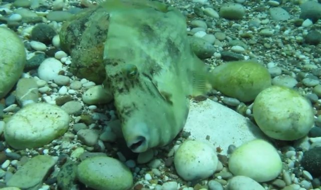 Taş taklidi yaparak kamufle olan domuz balığı sualtı kamerasında