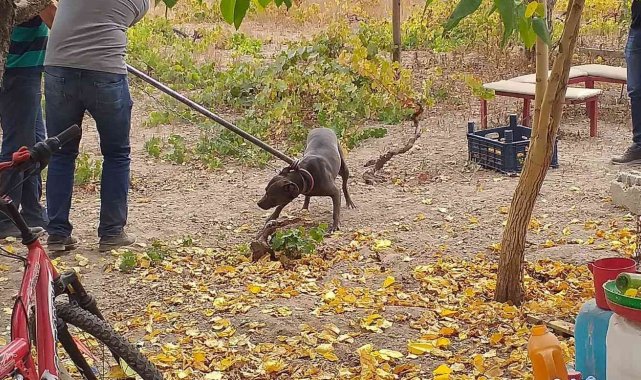 Tehlikeli ırk köpek besleyen 6 kişiye 240 bin TL ceza