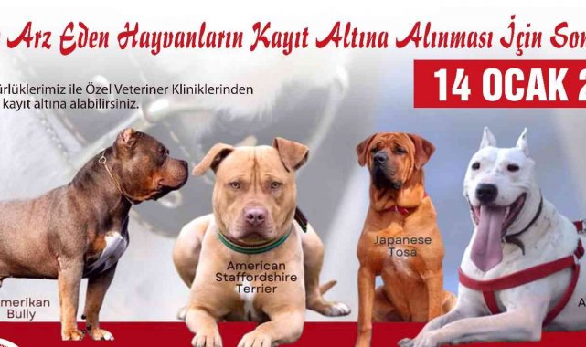Tehlikeli köpek ırkları için son kayıt tarihi 14 Ocak