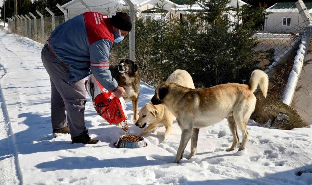 Tepebaşı Belediyesi yiyecek bulmakta zorluk çeken sokak hayvanlarını unutmadı
