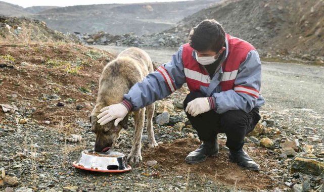 Tepebaşı'nda sokak hayvanları besleniyor