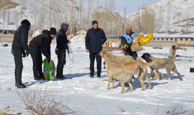 Tercan'da sokak hayvanlarına mama desteği