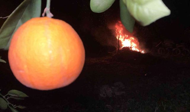 Tescilli Kozan portakalında don nöbeti