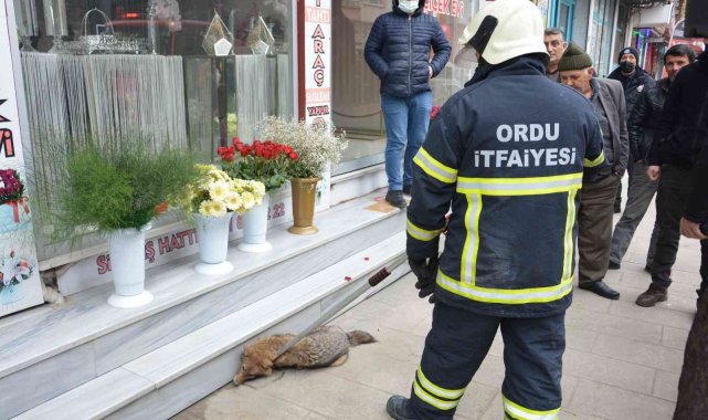 Tilki şehir merkezine indi