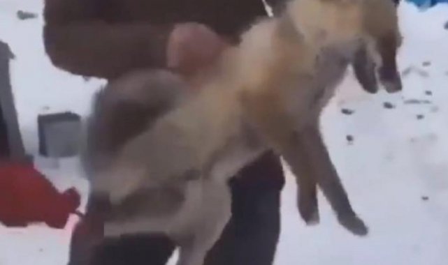 Tilkiye eziyet eden 4 şahsa ceza yağdı