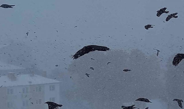 Tipiye yakalanan kuşların zor anları