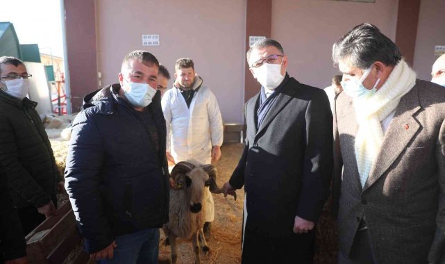 Tokat'ta 91 yetiştiriciye yüzde 75 hibeli koç desteği