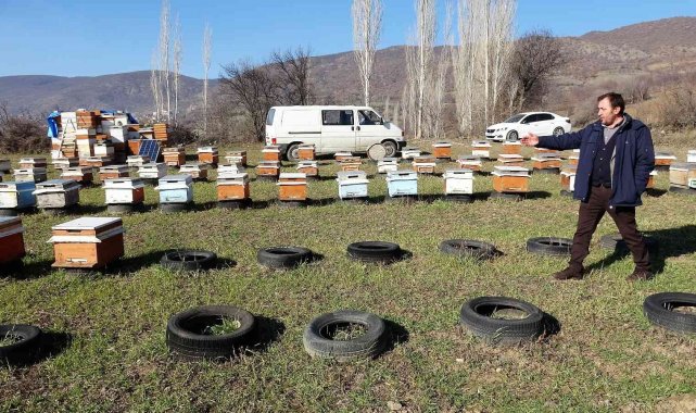 Tokat'ta, kovanlar içindeki arılarla birlikte çalındı