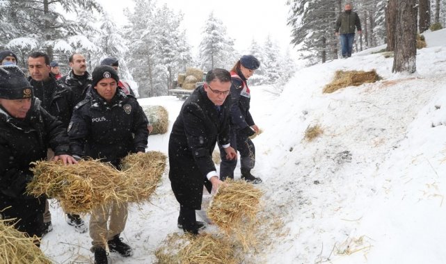 Tokat'ta yaban hayvanları unutulmadı