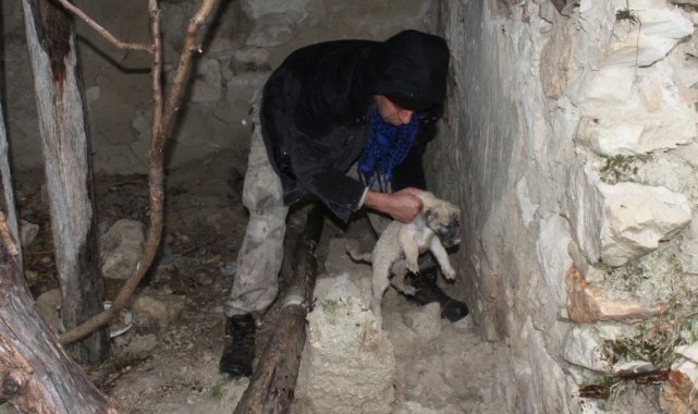 Toprak altında mahsur kalan yavru köpekleri belediye ekipleri kurtardı