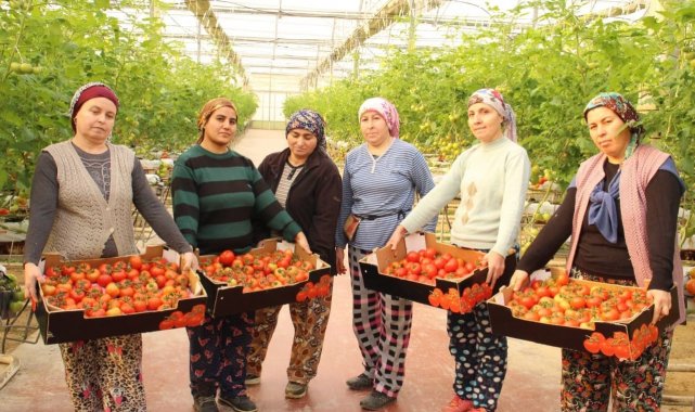 Topraksız tarımla üretilen domatesler ihracatın gözdesi oldu