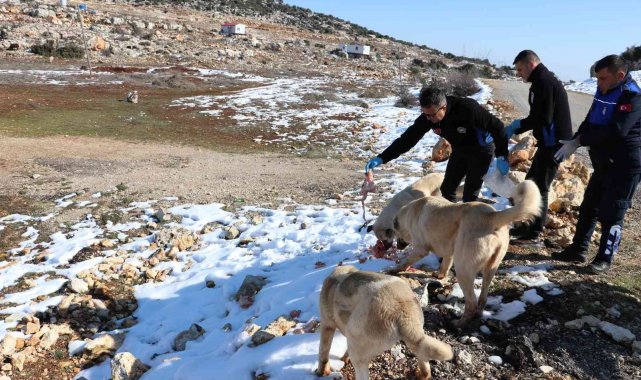 Toroslar Belediyesi ekipleri, karda yiyecek bulamayan hayvanları besledi