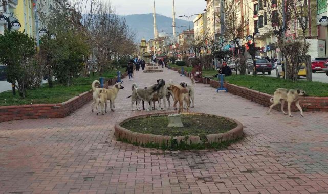 Tosya&#039;da 17 yasak ırklı köpek kayıt altına alındı