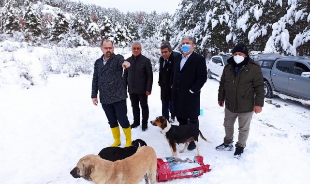 Tosya&#039;da sokak hayvanları unutulmadı