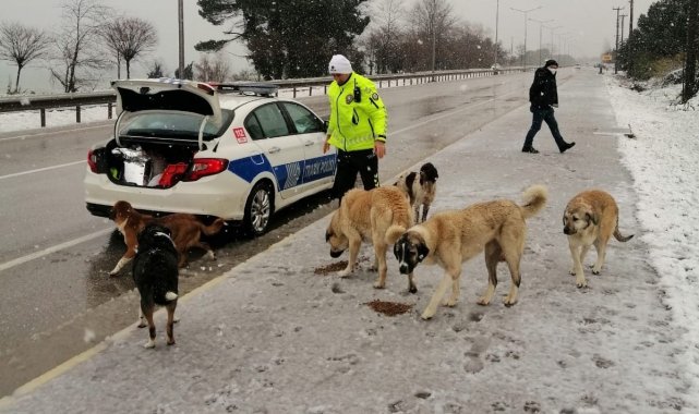 Trafik polisleri sokak hayvanlarını besledi