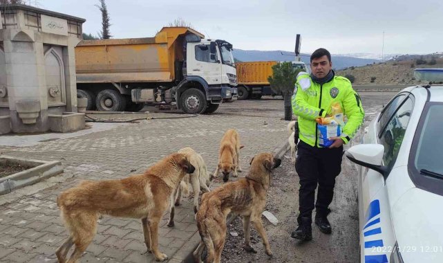 Trafik polisleri sokak köpeklerini elleriyle besledi