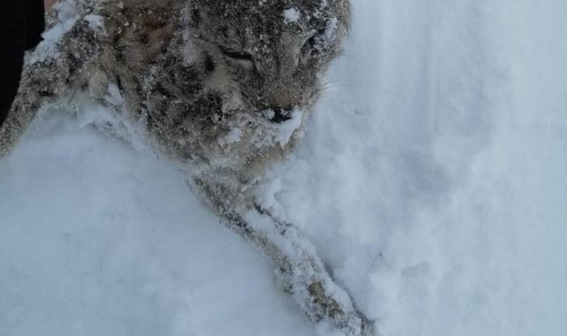 Tufanbeyli&#039;de vaşak donarak öldü