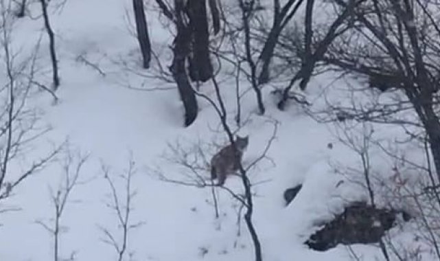 Tunceli'de karda yiyecek arayan vaşak görüntülendi