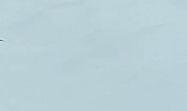 Tunceli'de karlar arasındaki beyaz gelincik cep telefonu kamerasına takıldı