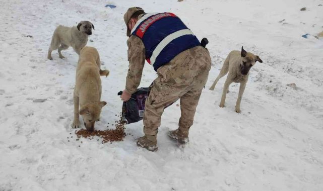 Tunceli'de soğuk günlerde sokak hayvanları unutulmuyor