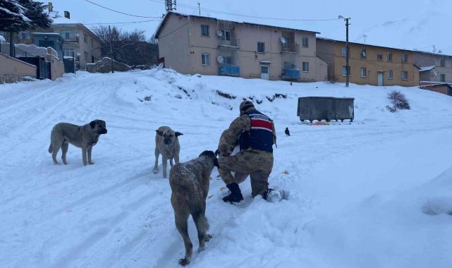 Tunceli'de sokak hayvanlarına Mehmetçik şefkati