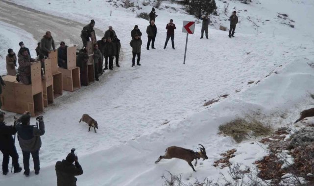 Türkiye'de ilk kez doğal alanından alınan yaban keçileri tekrar doğal alana salındı