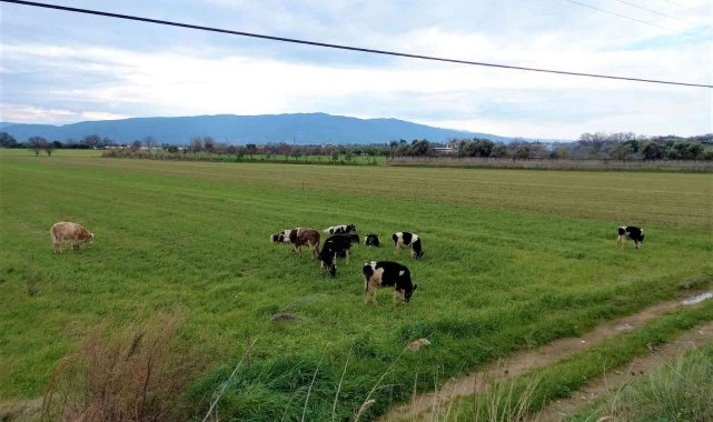 Türkiye'de kar, Aydın'da bahar yaşanıyor