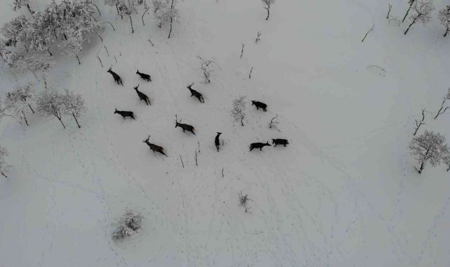 Türkiye'nin ilk fauna tanıtım alanındaki yaban hayvanlarına yem bırakıldı