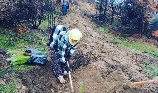 Türlübey'de yanan alanlarda 15 bin fidan dikildi