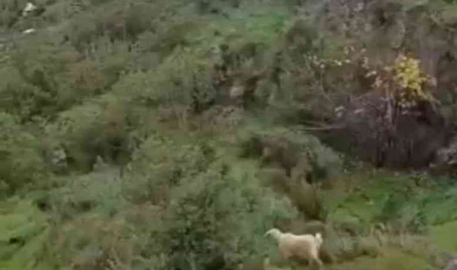 Uçurumda mahsur kalan keçiyi itfaiye kurtardı